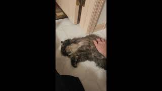 Eva - Persian Kitten - SPCR by PurebredCatRescue 457 views 2 months ago 1 minute, 13 seconds