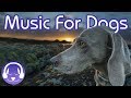 Soothing Dog Music: The BEST New Music for Relax Your Dog!