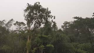 Rain Rain and Rain : Wash the thoughts of my brain 