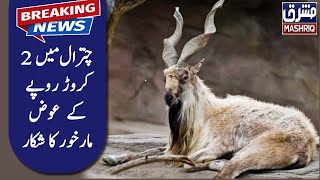 چترال میں دو کروڑ روپے کے عوض مارخور کا شکار