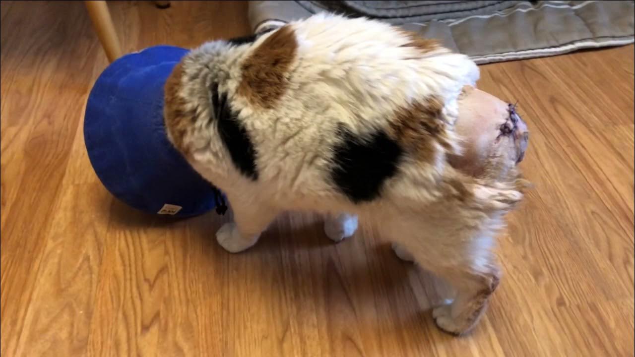 SAAR Rescue Cat has Tail Amputation YouTube