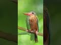 Feel Peace in 60 Seconds 🧘‍♀️ Animal Relaxation #shorts  #4kvideo #naturesounds #nature