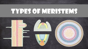 Types of Meristems | Plant Biology