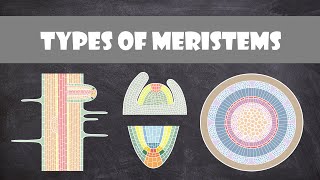 Types of Meristems | Plant Biology