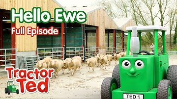 Hello Ewe! 🐑🚜 Tractor Ted Full Episode | Big Machines & Tractors For Kids
