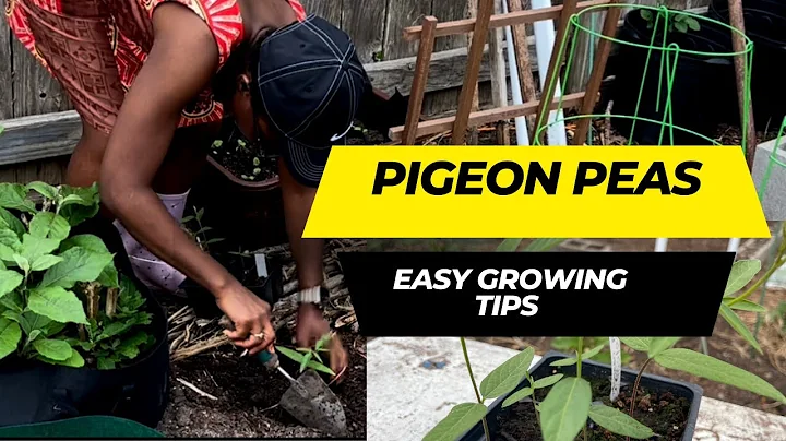How to Grow Pigeon Peas: From Seed Starting to Planting in Ground