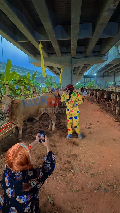 SAPI NYA KENTHUT 🤣 | NURRAYNI25