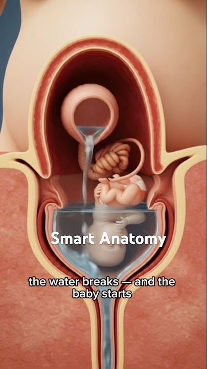 Water broke : Amniotic Sac Rupture and Baby’s Descent #pregnant #baby #pregnancy #waterbreak