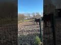 Nice evening #horse #horselover #nature
