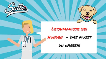 Wie macht sich Leishmaniose bei Hunden bemerkbar?