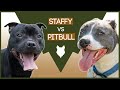 STAFFORDSHIRE BULL TERRIER VS PITBULL