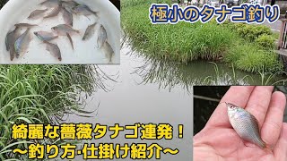 極小のタナゴ釣り…