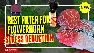 Best Filter For Flowerhorn Fish Stress Reduction Filter - Must Watch