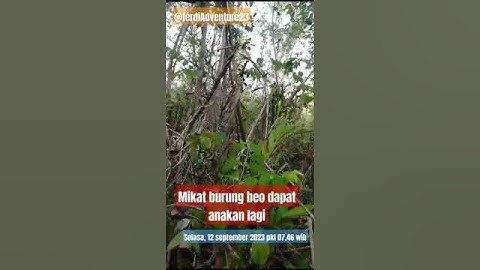 poin mikat dapat anakan beo jantan lagi ekor smpai habis 😅🤪🫣🫣