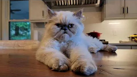 Video 2238951: persian kitten bathing, persian kitten first, cut persian, haired persian