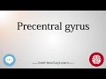 Precentral gyrus   anatomy of the brain   seehearsaylearn 