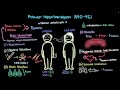 Primer Hipertansiyon (Dolaşım Sistemi Hastalıkları)