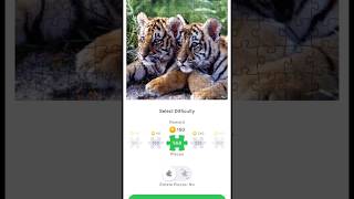 Jigsaw Puzzle Game App Tutorial Starting To Make Some Progress (Tigers Puzzle) screenshot 3