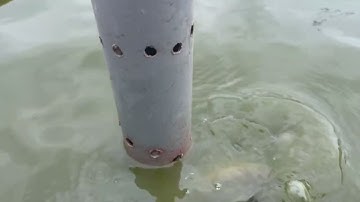 The importance of an overflow connection in your fish pond. Try it!! it works. #overflow #catfish