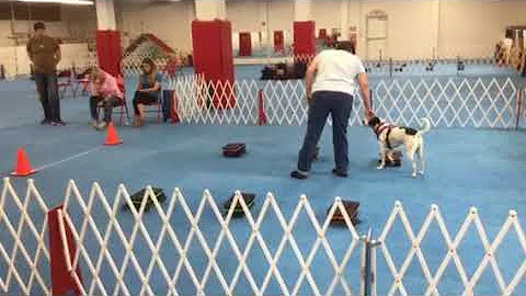 Jesse Novice Buried AKC ScentWork