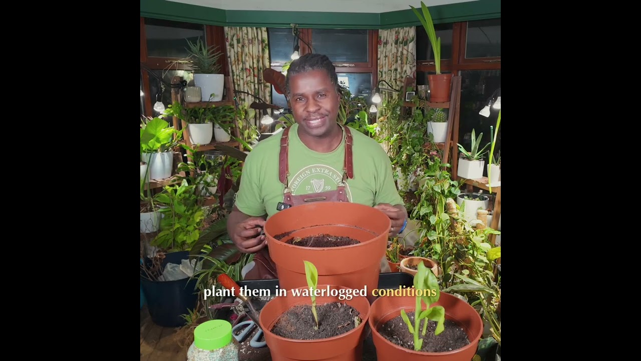 Canna Lilies: Tropical Plant Care for Blazing Heat #shorts