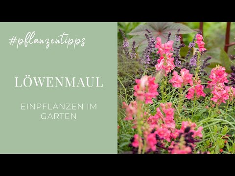 Video: Growing Snapdragon Flowers – So pflegen Sie Löwenmaulpflanzen