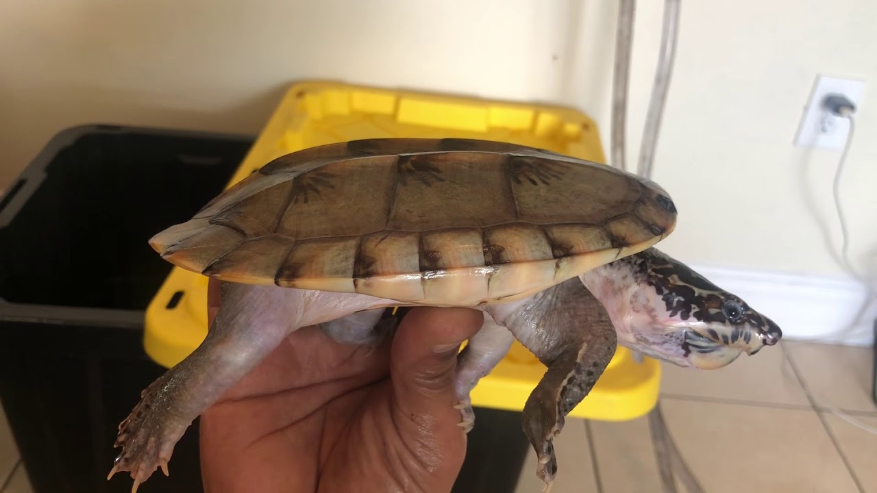 Meet My Turtles Pt 5 Giant Mexican Musk Turtle ( Staurotypus