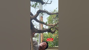 Làm gì vậy ! Đừng cắt omg #bonsai #bonsaitree #bonsaivietnam #caycanh #bonsaiart #bonsaihappy