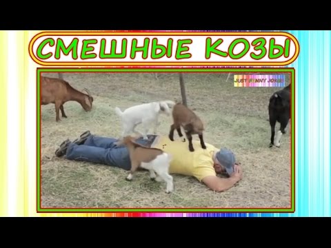 фото козы прикольные смотреть