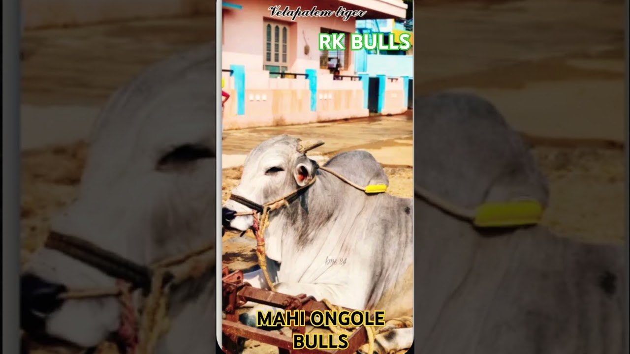 RK BULLS(వేటపాలెం టైగర్)