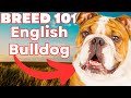 ENGLISH BULLDOG 101! Everything You Need To Know の動画、YouTube動画。