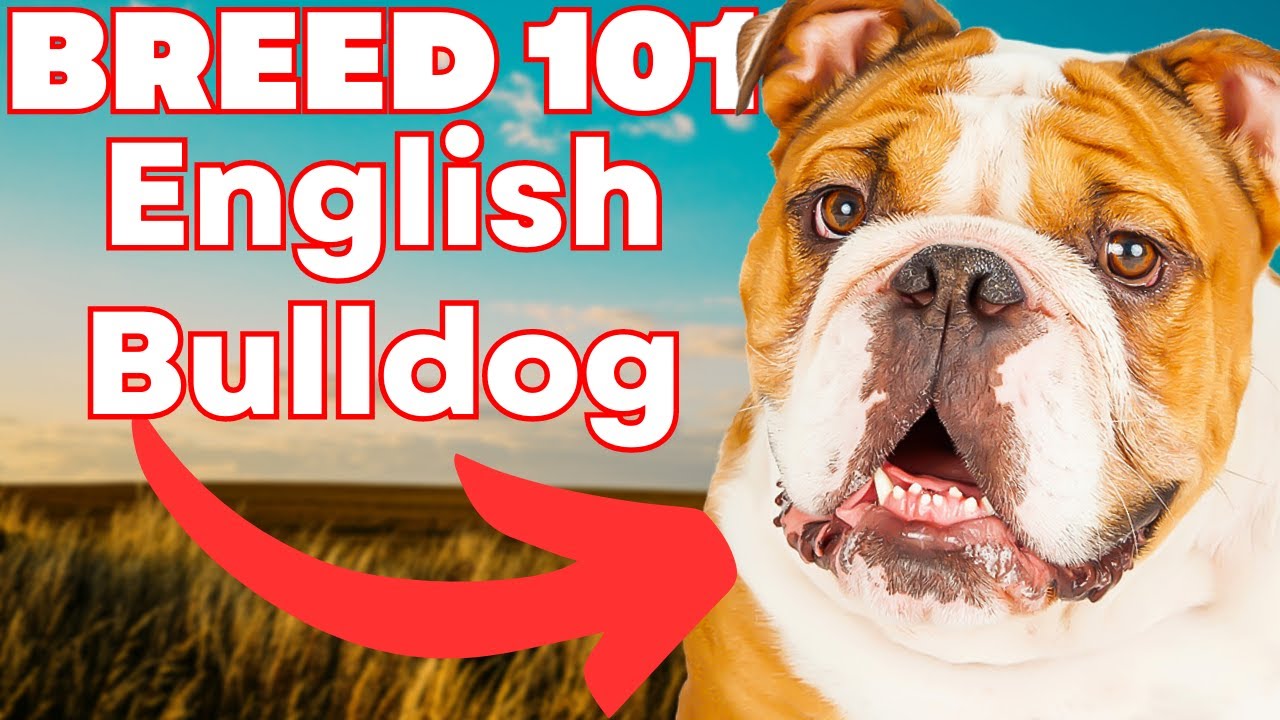 what can english bulldogs eat