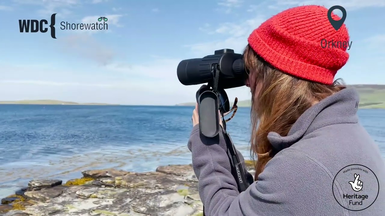 WDC Shorewatch - watch out for whales and dolphins in Scotland | Whale and Dolphin Conservation