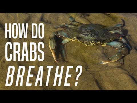 How do Crabs Breathe In AND Out of the Water?
