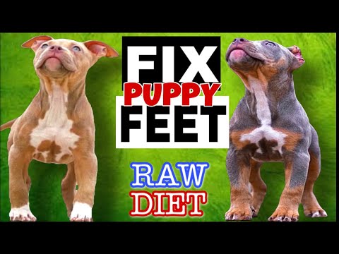 CORRECT EAST WEST | American Bully XL Pit-bull - YouTube