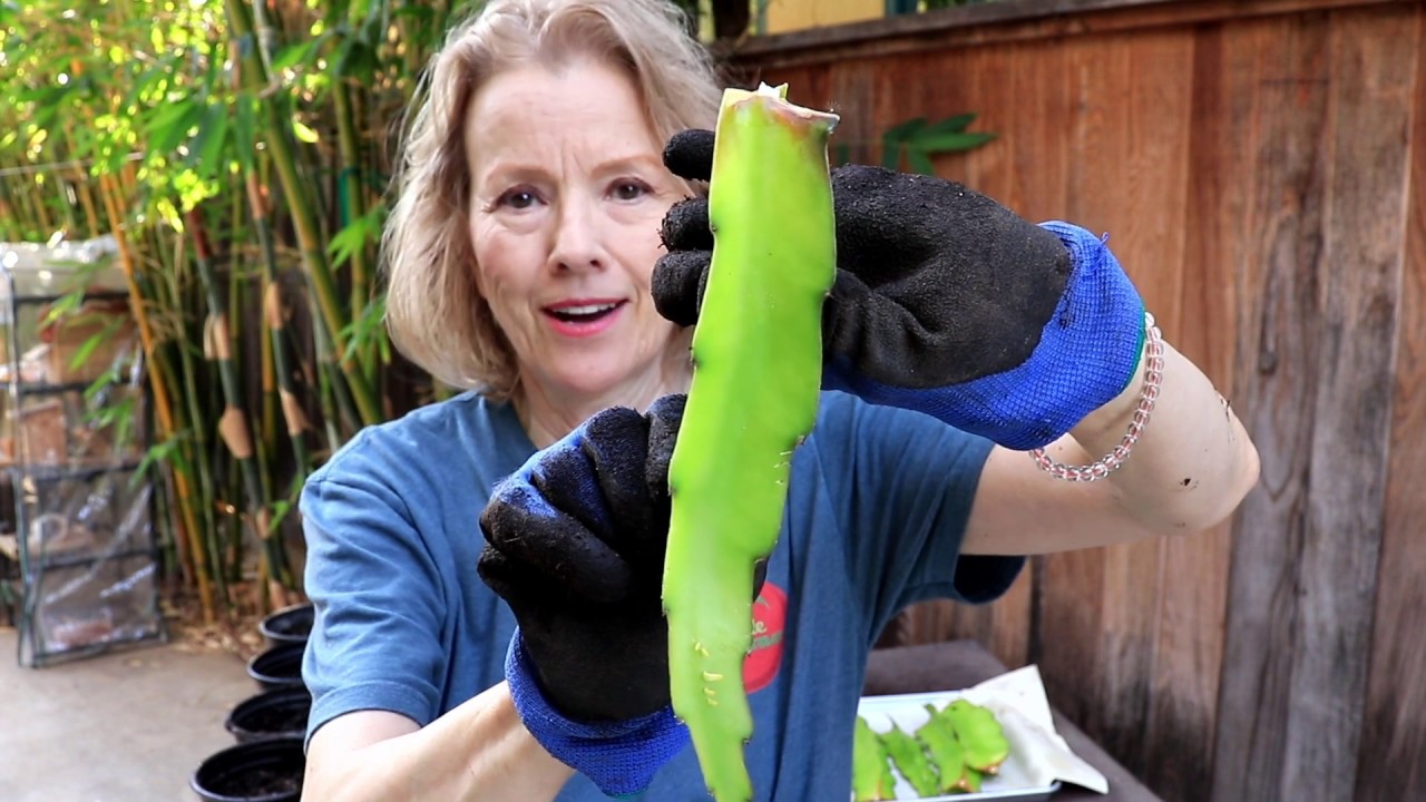 How to Propagate Dragon Fruit Cactus | TIPS 