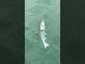 Jigging up Coho Salmon! #fish #fishing #fishon