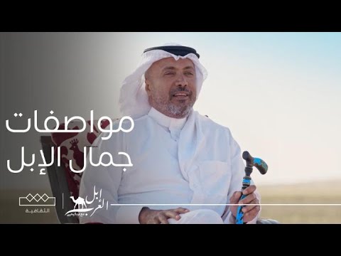 إبل العرب مواصفات جمال الإبل
