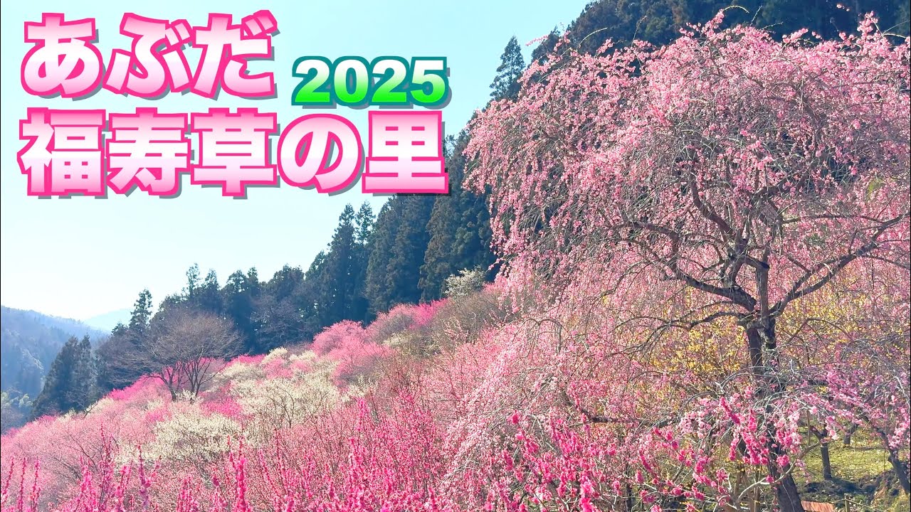 【群馬の桃源郷!?】【あぶだ福寿草の里2025】【見頃の紅白・しだれ梅】【群馬県　下仁田町】／４Ｋ／Abuda Adonis Village／Plum Grove