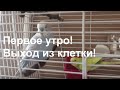 Первый выход попугая из клетки. Первое утро Тоши и Лаймы вместе