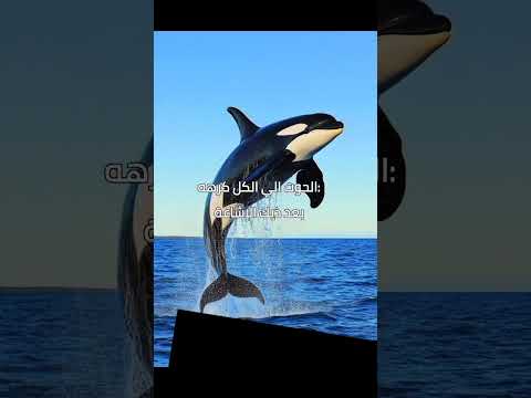    بلي ايلش  أغاني اغاني اجنبية   