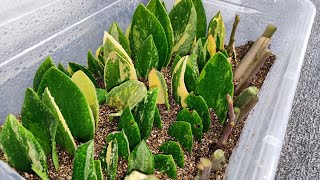 Магия листьев, самый экономичный способ получить много растений Zamioculcas Short Leaf Variegata