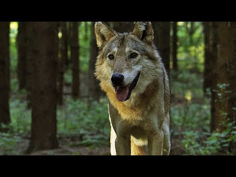 Auf Der Jagd Wem Gehört Die Natur Trailer Deutsch German Hd Youtube