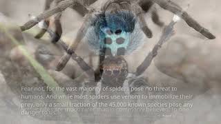 5 Fascinating Facts and Myths About Spiders
