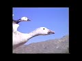 Capture de la vidéo Glen Campbell - Fly High And Free (Complete Song) Theme To The Incredible Flight Of The Snow Geese