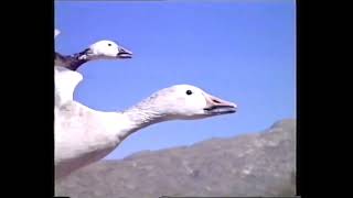 Glen Campbell - Fly High And Free (Complete Song) Theme to The Incredible Flight of The Snow Geese