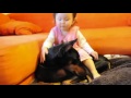 Don't Get A Doberman If You Have Kids!! Really ??
