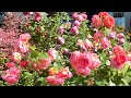 【4K】四季の香ローズガーデン(東京都)2024年5月17日 Shikinokaori Rose Garden(Tokyo) May 17,2024