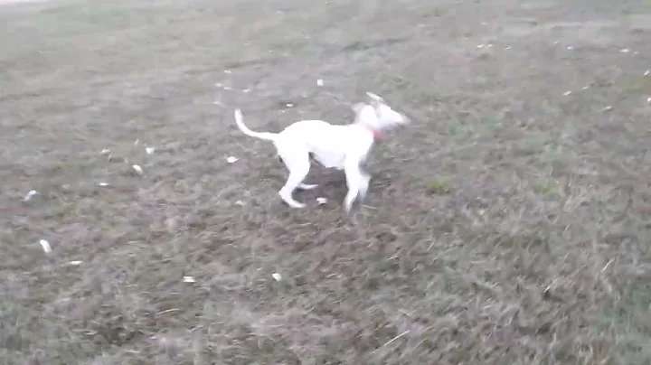 Dottie Jackson runnin round