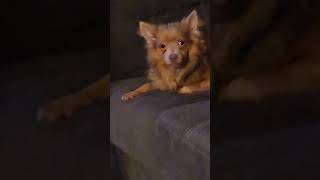 LICKS MY FEET THEN MY FACE #viral #dog #funny #dogmom